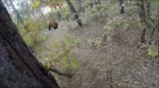 Unruly bear compilation