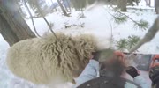 Snowboard attacked by sheep