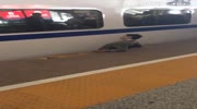 Man Is Stuck Between A Platform And A Train.
