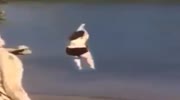 Too much weight to jump