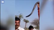 Man dies after posing with snake in India