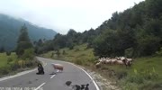 Shepherd is attacked by sheep (repost)