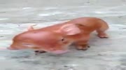 Mutant pig