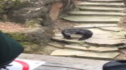 Wheelchair granny gets a present from a monkey