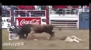 Animal bull rodeo fun