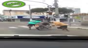 With your drunken buddy on the scooter ..