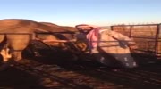 Camel jockey luvs the drain