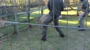 Cheetah Attacks Guide in South Africa