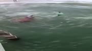 Shark bites a man after trying to pull it on shore