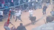 Mexicans like to be caught by a bull