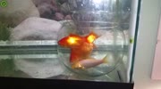 Proof that fish are stupid