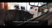 When a bear comes to visit you in the garage ..