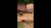 Pigs attacking woman in India