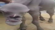 Animated with face of man (product of the zoophilia)