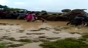 Tractor accident on a rice field