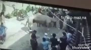 very dangerous camels leg