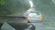 Tree falls on road.