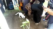Cat Won't Leave Owner's Grave
