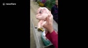 Pig born with penis-like growth on forehead