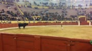 Bullfighter's bare-handed stand-off went horribly wrong as he was killed in front of a terrified crowd