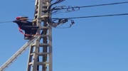 Funny scared cat tricks firefighters when they tried to save him from electricity pole!
