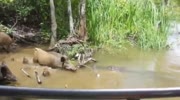 pigs attacked by crocodiles