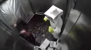 Bees sting trick in elevator