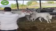 Cow takes revenge after being hit.
