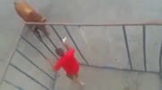 Bull attacks a man inside a cage (repost)