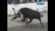Love it when the Bull wins compilation.
