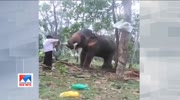 Man feeding in elephant gets attacked