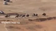 Saudi horsemen are crushed by a Jeep