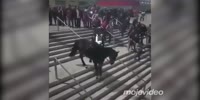 Horses dont like the stairs you idiot