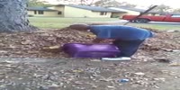 Pathetic revenge