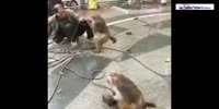 China man and his monkeys