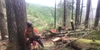 Logger nearly killed while cutting down the forest