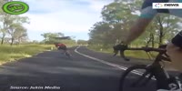 Kangaroo vs cyclist