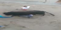 Dude gets twisted by the bull