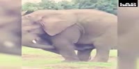 Elephant gives a blowjob to itself