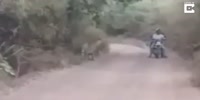 Two bikers miraculously escape encounter with two adult tigers who surround them for four minutes in India