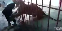 Man standing next to a tiger cage almost gets bitten
