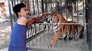 Zookeeper Fucks With Wrong Tiger