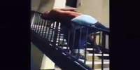 AFRICAN TRYING ACT LIKE AN ALPHA MALE GETS CHOKED AND THROWN DOWN STAIRS