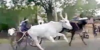 Cow Race Accident