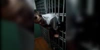 Arrested due is stuck in the cage