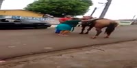 Cow on a horse