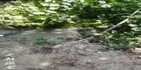 Croc lightly bites man`s hand