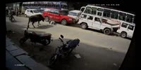 bull punishes suspected beef eater