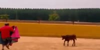 Novice matador flattened by calf