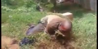 Cursed man turned into a goat